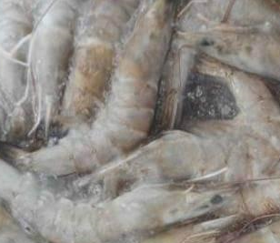 香蕉操逼视频厂家解决海鲜水产行业冷库问题 。