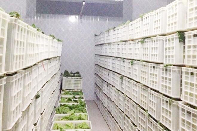 蔬菜保鲜冷库存储技术及保鲜期限，由香蕉操逼视频厂家来解释